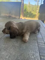 Ginger, a female Miniature Dachshund for sale in Cave Junction, OR – 3 of 5