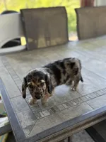 Blue, a male Miniature Dachshund for sale in Cave Junction, OR – Photo 8 of 9