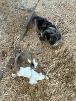 Blue, a male Miniature Dachshund for sale in Cave Junction, OR – Photo 4 of 9