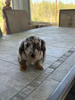 Blue, a male Miniature Dachshund for sale in Cave Junction, OR – Photo 7 of 9