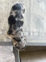 Blue, a male Miniature Dachshund for sale in Cave Junction, OR – Photo 6 of 9