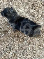 Blue, a male Miniature Dachshund for sale in Cave Junction, OR – Photo 3 of 9