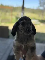 Blue, a male Miniature Dachshund for sale in Cave Junction, OR – Photo 5 of 9