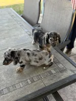 Blue, a male Miniature Dachshund for sale in Cave Junction, OR – Photo 9 of 9
