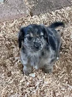 Blue, a male Miniature Dachshund for sale in Cave Junction, OR – Photo 2 of 9