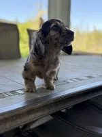Blue, a male Miniature Dachshund for sale in Cave Junction, OR – Photo 1 of 9