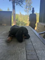 Penny, a female Miniature Dachshund for sale in Cave Junction, OR – 4 of 5