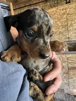 Cody, a male Dachshund for sale in Cave Junction, OR – Photo 2 of 5