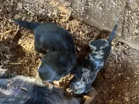 Cody, a male Dachshund for sale in Cave Junction, OR – Photo 5 of 5