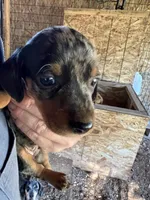 Cody, a male Dachshund for sale in Cave Junction, OR – Photo 1 of 5