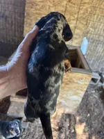 Cody, a male Dachshund for sale in Cave Junction, OR – Photo 3 of 5