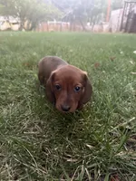 Ann, a female Miniature Dachshund for sale in Cave Junction, OR – 8 of 8