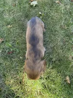 Ginger, a female Miniature Dachshund for sale in Cave Junction, OR – 6 of 6