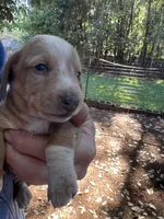 Clark, a male Dachshund for sale in Cave Junction, OR – Photo 4 of 5