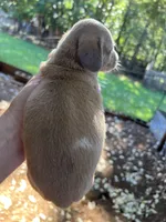 Clark, a male Dachshund for sale in Cave Junction, OR – Photo 3 of 5