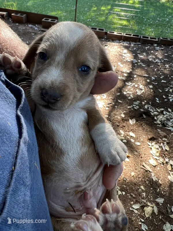 Clark, a male Dachshund for sale in Cave Junction, OR – Photo 1 of 5