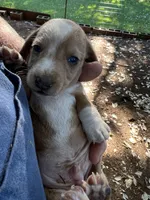 Clark, a male Dachshund for sale in Cave Junction, OR – Photo 1 of 5