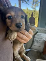 Ginger, a female Miniature Dachshund for sale in Cave Junction, OR – 5 of 5