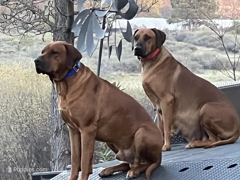 Trinity , a female Rhodesian Ridgeback for sale in Cave Junction, OR – 1 of 1
