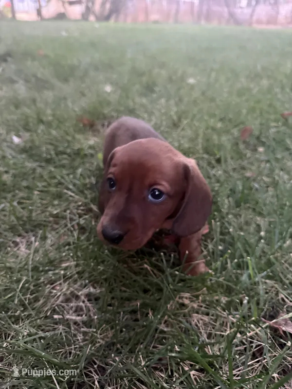 Ann – Miniature Dachshund puppy for sale in Cave Junction, OR