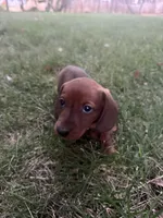 Ann, a female Miniature Dachshund for sale in Cave Junction, OR – 1 of 8