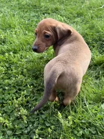 Sammy, a male Miniature Dachshund for sale in Cave Junction, OR – Photo 4 of 5