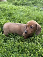 Sammy, a male Miniature Dachshund for sale in Cave Junction, OR – Photo 1 of 5