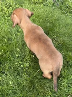Sammy, a male Miniature Dachshund for sale in Cave Junction, OR – Photo 3 of 5