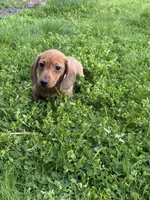 Sammy, a male Miniature Dachshund for sale in Cave Junction, OR – Photo 5 of 5
