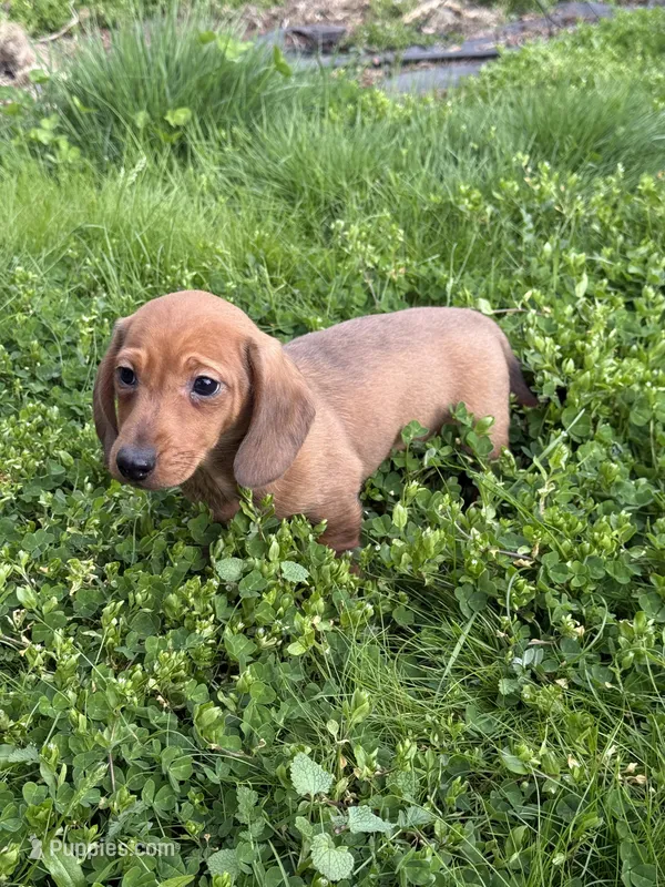 Sammy – Miniature Dachshund puppy for sale in Cave Junction, OR