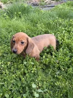 Sammy, a male Miniature Dachshund for sale in Cave Junction, OR – Photo 2 of 5