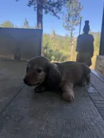 Ginger, a female Miniature Dachshund for sale in Cave Junction, OR – 2 of 5