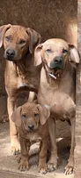 Trinity , a female Rhodesian Ridgeback for sale in Cave Junction, OR – 6 of 10