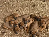 Trinity , a female Rhodesian Ridgeback for sale in Cave Junction, OR – 9 of 10