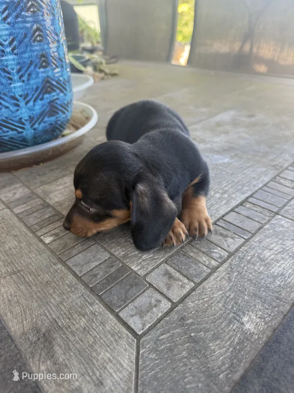 Ruger – Miniature Dachshund puppy for sale in Cave Junction, OR
