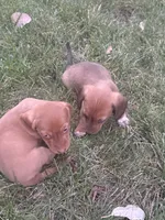 Rosie, a female Miniature Dachshund for sale in Cave Junction, OR – 6 of 7