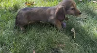 Ginger, a female Miniature Dachshund for sale in Cave Junction, OR – 3 of 6