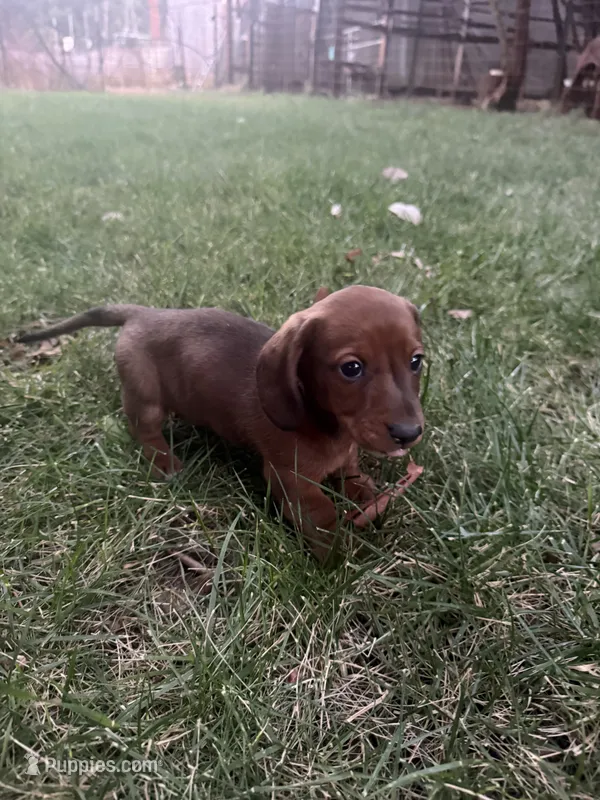 Annie – Miniature Dachshund puppy for sale in Cave Junction, OR