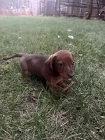 Ann, a female Miniature Dachshund for sale in Cave Junction, OR – 6 of 8