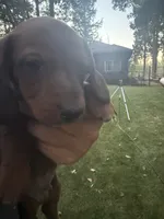 Ann, a female Miniature Dachshund for sale in Cave Junction, OR – 7 of 8