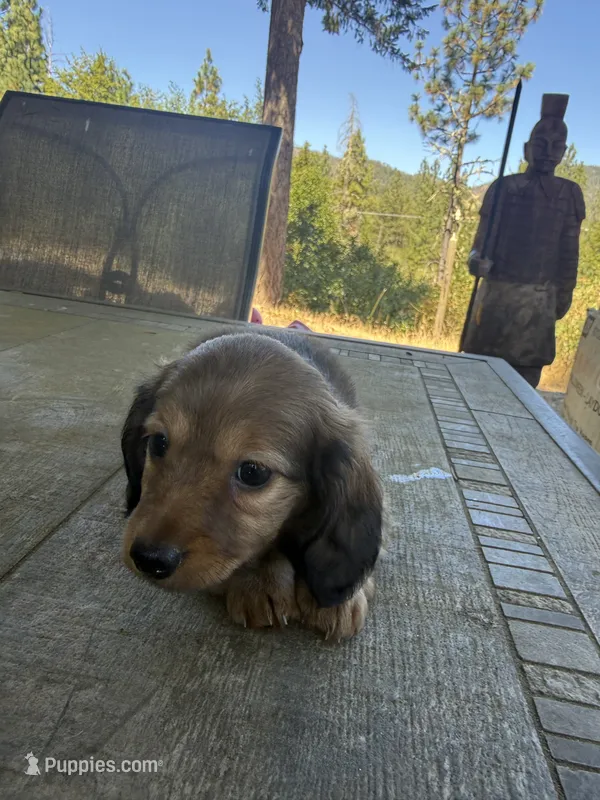Ginger – Miniature Dachshund puppy for sale in Cave Junction, OR
