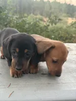 Scooter, a male Miniature Dachshund for sale in Cave Junction, OR – 5 of 6