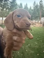 Rosie, a female Miniature Dachshund for sale in Cave Junction, OR – 3 of 7