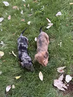 Jasper, a male Miniature Dachshund for sale in Cave Junction, OR – Photo 6 of 9