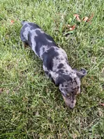 Jasper, a male Miniature Dachshund for sale in Cave Junction, OR – Photo 9 of 9