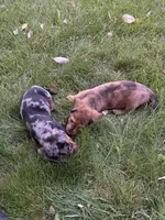 Jasper, a male Miniature Dachshund for sale in Cave Junction, OR – Photo 3 of 9