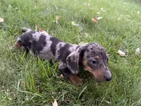 Jasper, a male Miniature Dachshund for sale in Cave Junction, OR – Photo 1 of 9