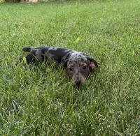 Jasper, a male Miniature Dachshund for sale in Cave Junction, OR – Photo 2 of 9