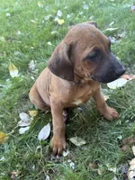 Kane, a male Rhodesian Ridgeback for sale in Cave Junction, OR – 2 of 6