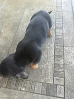 Ruger, a male Miniature Dachshund for sale in Cave Junction, OR – 4 of 6